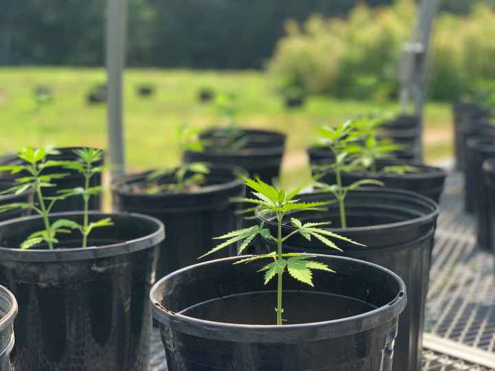 Photo of small cannabis plant in a pot. Other pots can be seen in the background.