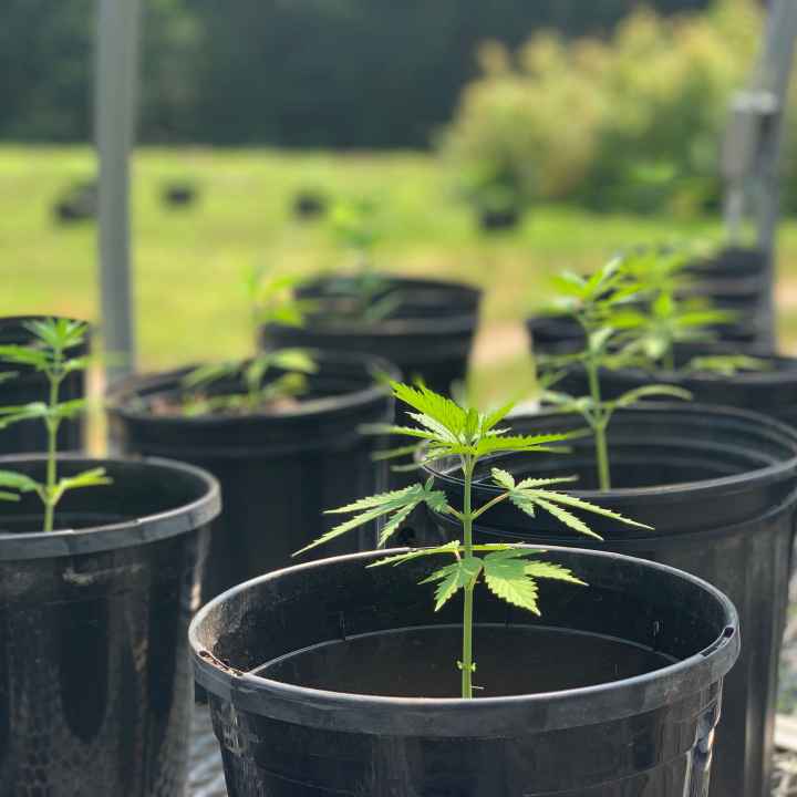 Photo of small cannabis plant in a pot. Other pots can be seen in the background.